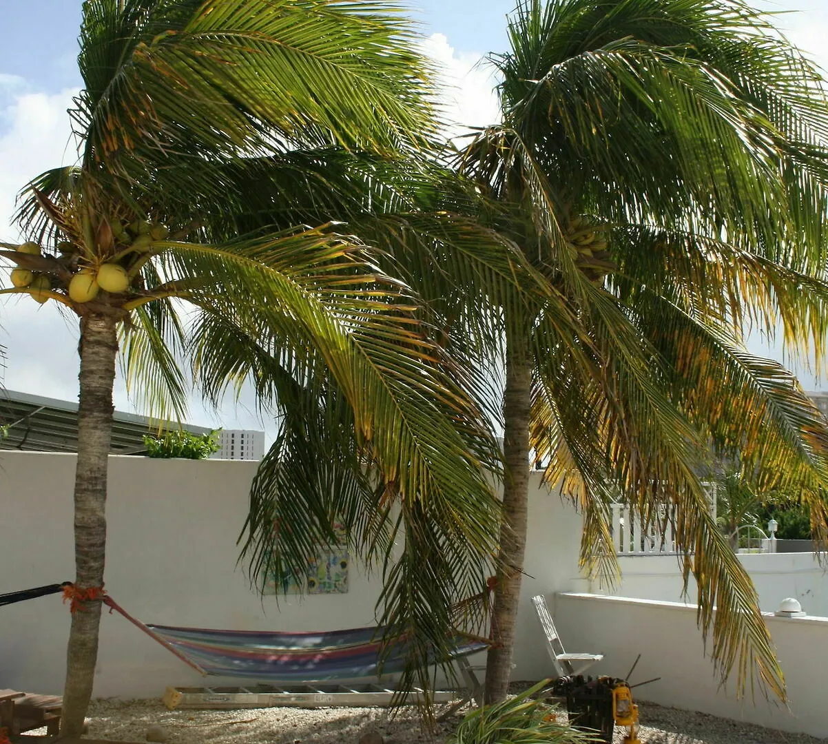 ****  Karibu Aruba Boutique Hotel 팜비치 아루바